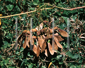 Picture of Acer saccharum ssp. nigrum '~Species'