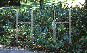 Picture of Rhus aromatica 'Gro-low'