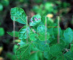 Picture of Rhus aromatica 'Gro-low'