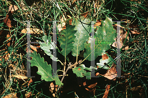 Picture of Quercus cerris 