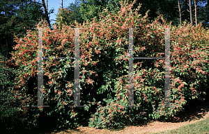 Picture of Polygonum japonicum 'Crimson Beauty'