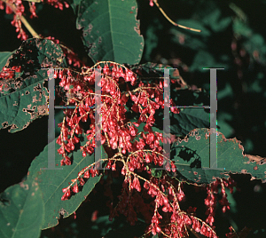 Picture of Polygonum japonicum 'Crimson Beauty'