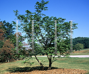 Picture of Pterocarya fraxinifolia 