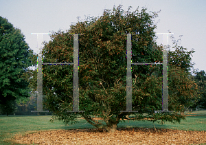 Picture of Acer palmatum(Linearilobum Group) 'Scolopendrifolium'