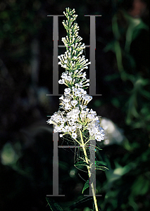 Picture of Buddleia davidii 'White Bouquet'