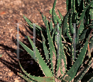 Picture of Aloe virens 
