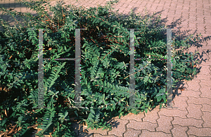 Picture of Hypericum calycinum 