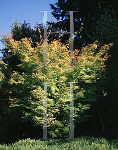 Picture of Acer palmatum 'Sango kaku'