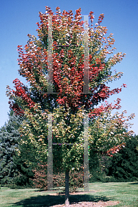 Picture of Acer x freemanii 'Jeffersred (Autumn Blaze)'