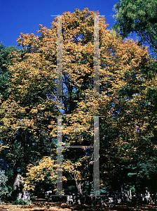 Picture of Acer saccharum ssp. nigrum 