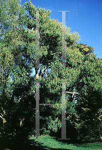 Picture of Paulownia tomentosa 