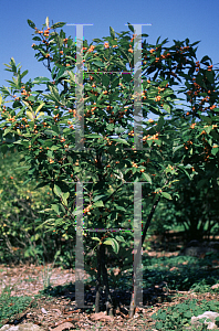 Picture of Ilex verticillata 'Winter Gold'