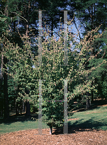 Picture of Cornus kousa 'Avalanche'