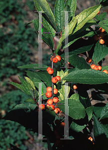 Picture of Ilex verticillata 'Winter Gold'