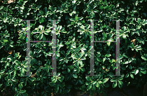 Picture of Pachysandra terminalis 'Green Carpet'