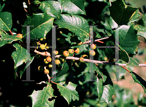 Picture of Ilex opaca 'Galyean Gold'