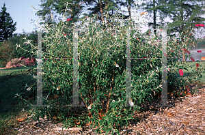 Picture of Buddleia davidii 'White Bouquet'