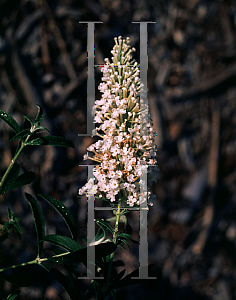 Picture of Buddleia davidii 'White Profusion'