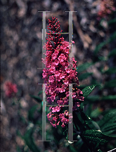Picture of Buddleia davidii 'Pink Delight'