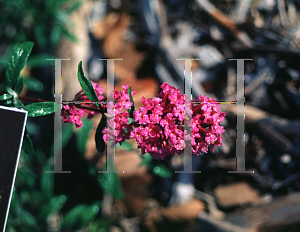 Picture of Buddleia davidii 'Nanho Purple'