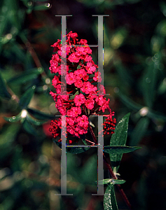Picture of Buddleia davidii 'Royal Red'