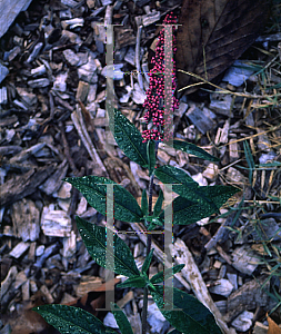 Picture of Buddleia davidii 'Fascinating'