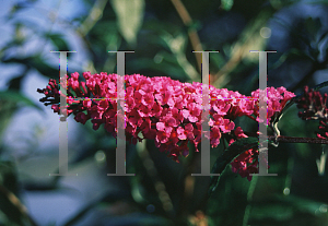 Picture of Buddleia davidii 'Dubonnet'