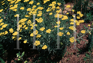 Picture of Achillea filipendulina 