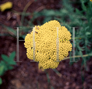 Picture of Achillea filipendulina 