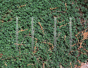 Picture of Thymus serpyllum 'Coccineus'