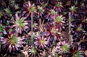 Picture of Aeonium arboreum 'Zwartkop'