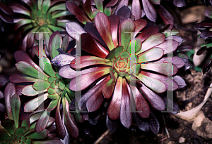 Picture of Aeonium arboreum 'Zwartkop'