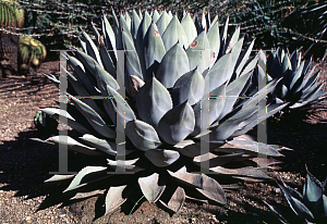 Picture of Agave parryi  var. huachucensis 