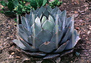 Picture of Agave parryi  var. huachucensis 