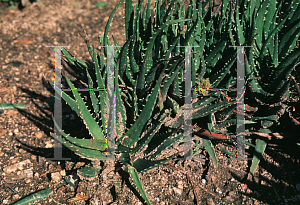 Picture of Aloe virens 