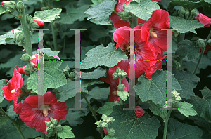 Picture of Alcea rosea 