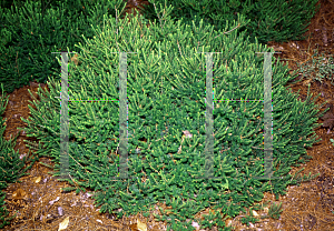 Picture of Erica carnea 'Springwood White'