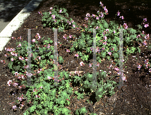 Picture of Geranium macrorrhizum 'Walter Inquersen'