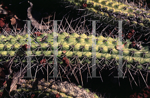 Picture of Echinopsis thelegona 