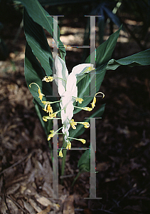 Picture of Globba winitii 'White Dragon'