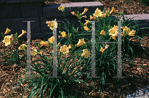 Picture of Hemerocallis  'Stella d'Oro'