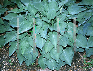 Picture of Hosta  'Pearl Lake'