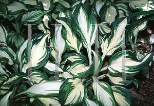 Picture of Hosta  'Undulata'