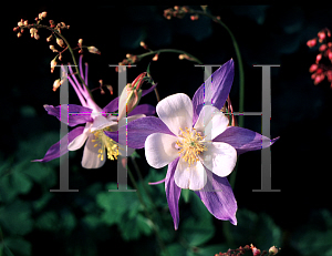 Picture of Aquilegia caerulea 