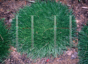 Picture of Armeria maritima 