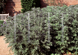 Picture of Artemisia absinthium 