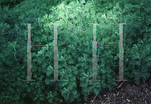 Picture of Artemisia alba 