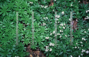 Picture of Galium odoratum 