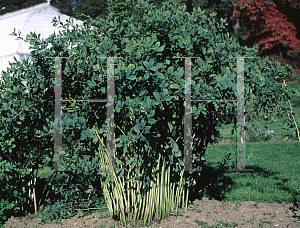 Picture of Baptisia australis 