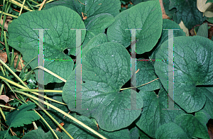 Picture of Brunnera macrophylla 